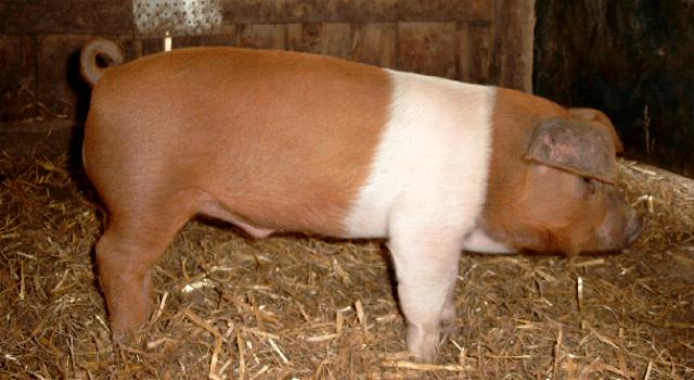 danish protest pig danish flag pig